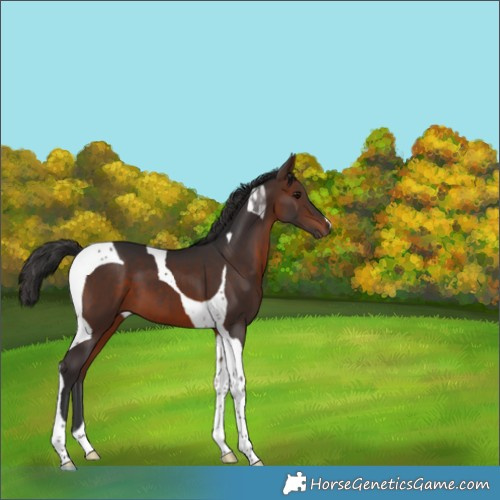 Horse Color:Brown Tobiano 