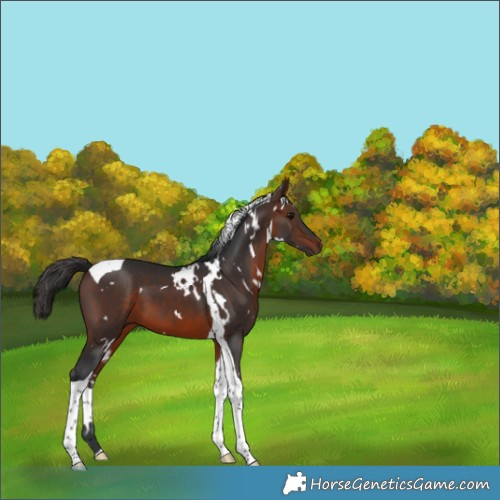 Horse Color:White Spotted Brown Tobiano 