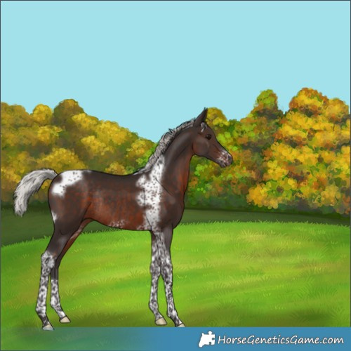 Horse Color:Silver Brown Tobiano Frame Rabicano 