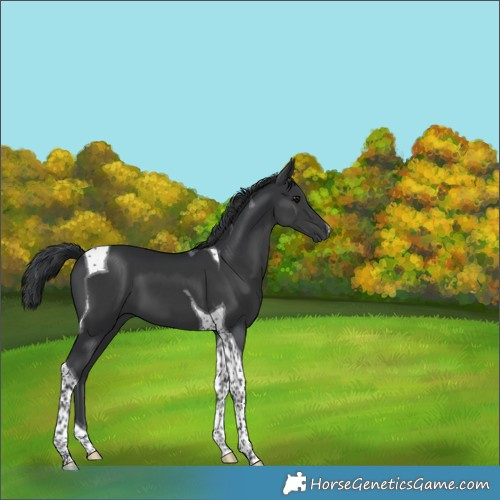 Horse Color:Black Tobiano 