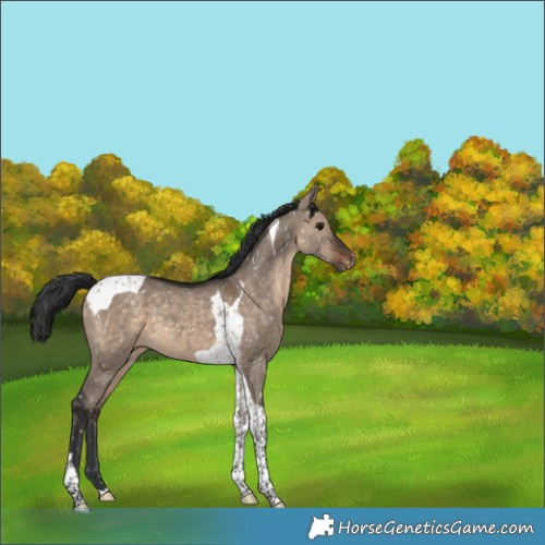 Horse Color:Brown Dun Tobiano Appaloosa 