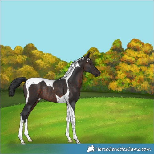 Horse Color:Brown Tobiano Rabicano 