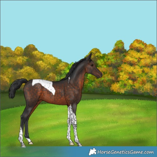 Horse Color:Brown Tobiano 