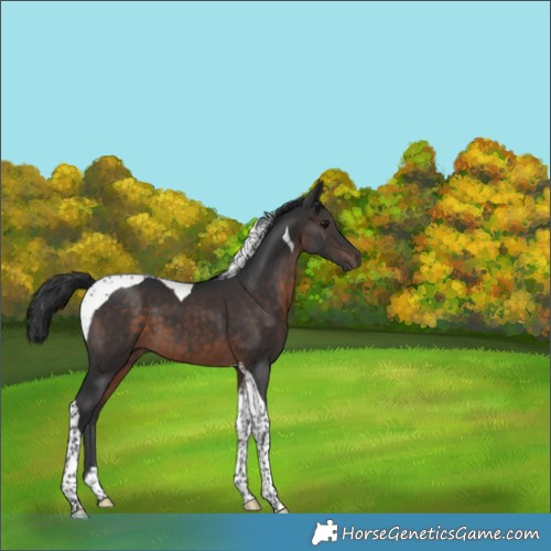 Horse Color:Brown Tobiano 