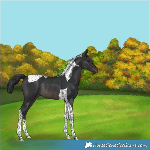 Horse Color:Brown Tobiano Rabicano 