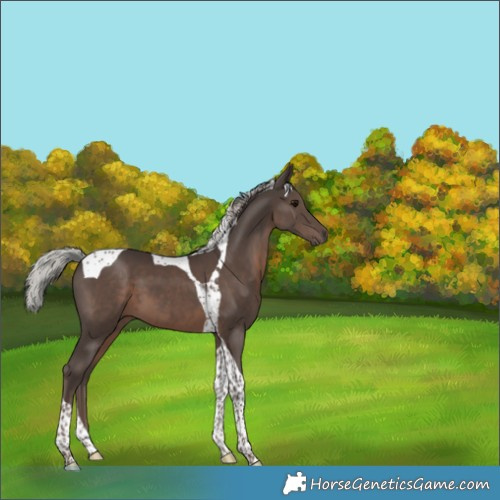 Horse Color:Silver Black Tobiano 