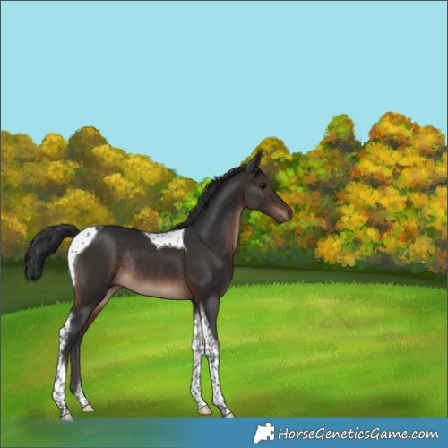 Horse Color:Brown Tobiano Rabicano 