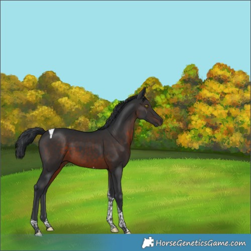 Horse Color:Brown Tobiano 