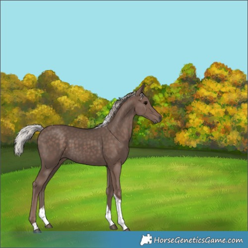 Horse Color:Silver Black Tobiano 