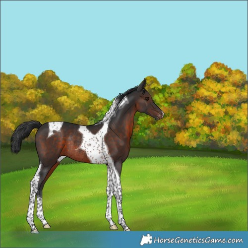Horse Color:Brown Tobiano Appaloosa Rabicano 