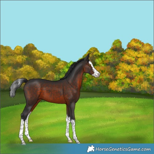 Horse Color:Brown Splash 