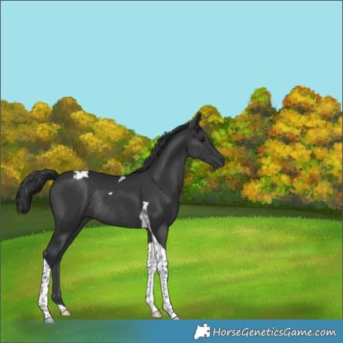 Horse Color:Black Tobiano Rabicano 