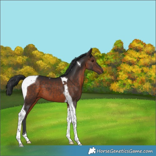 Horse Color:Brown Tobiano 