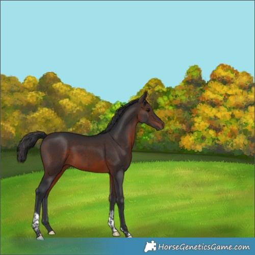 Horse Color:Brown Tobiano Rabicano 