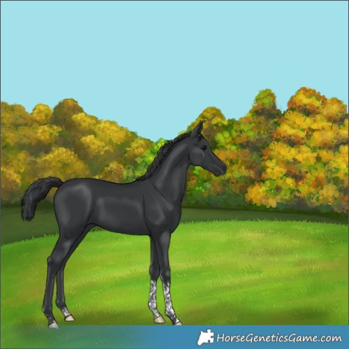 Horse Color:Black Tobiano 