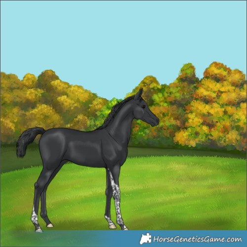 Horse Color:Black Tobiano 