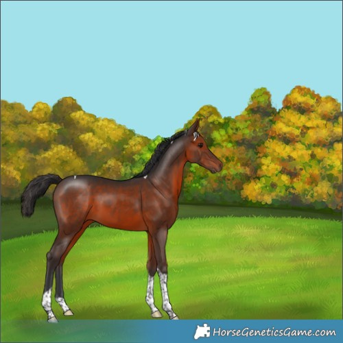 Horse Color:Brown Tobiano 