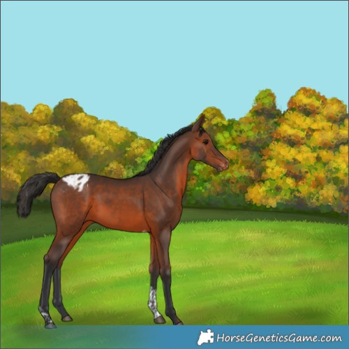 Horse Color:Brown Tobiano Appaloosa 