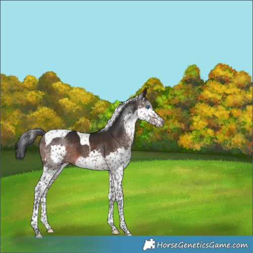 Horse Color:Brown Splash Tobiano Rabicano 