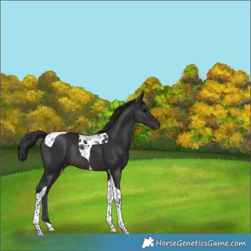 Horse Color:Brown Tobiano Rabicano 