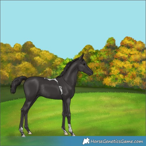 Horse Color:Smoky Black Tobiano Rabicano 