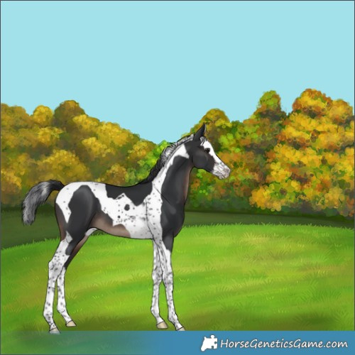 Horse Color:Brown Splash Tobiano 