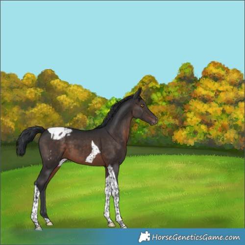 Horse Color:Brown Tobiano Varnish 
