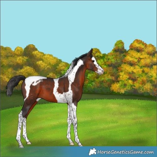 Horse Color:Brown Splash Tobiano Blanket 
