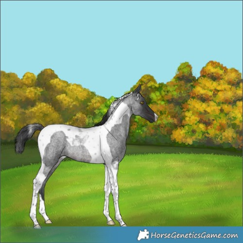 Horse Color:Brown Roan Tobiano Rabicano 