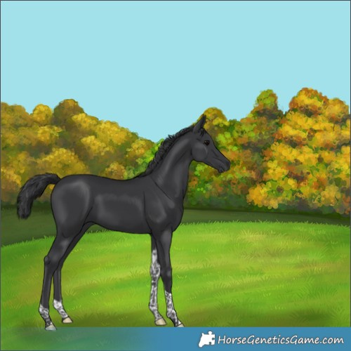 Horse Color:Black Tobiano 