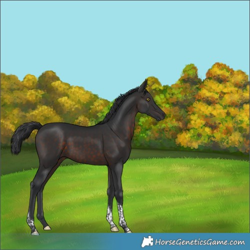Horse Color:Brown Tobiano 