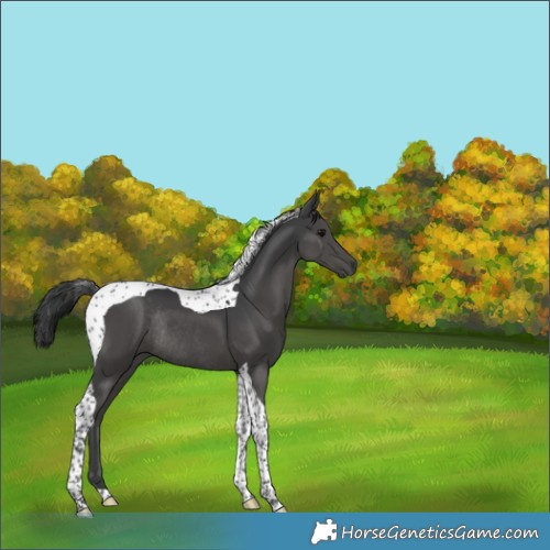 Horse Color:Black Tobiano Rabicano 