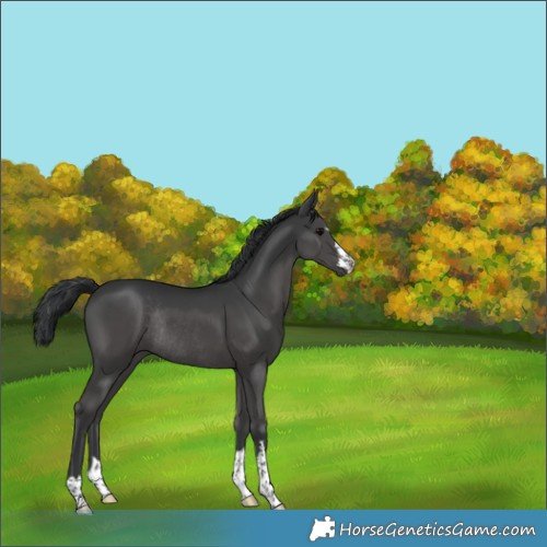 Horse Color:Black Rabicano 