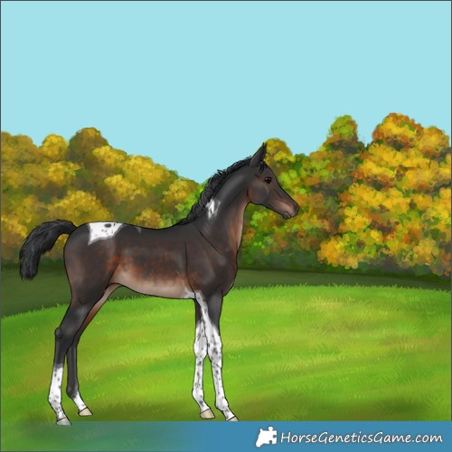 Horse Color:Brown Tobiano 