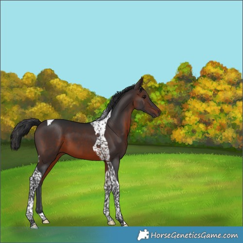 Horse Color:Brown Tobiano 