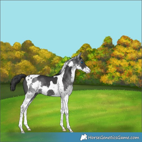Horse Color:Black Splash Tobiano 