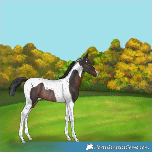 Horse Color:Brown Tobiano Rabicano 