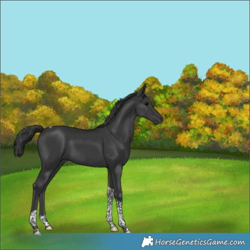 Horse Color:Black Tobiano 