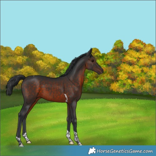 Horse Color:Brown Tobiano 