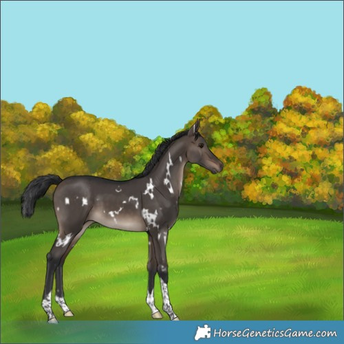 Horse Color:White Spotted Brown Dun Tobiano 