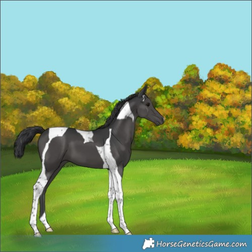 Horse Color:Black Tobiano 