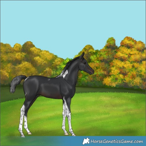 Horse Color:Brown Tobiano 