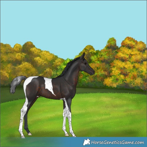 Horse Color:Brown Tobiano 
