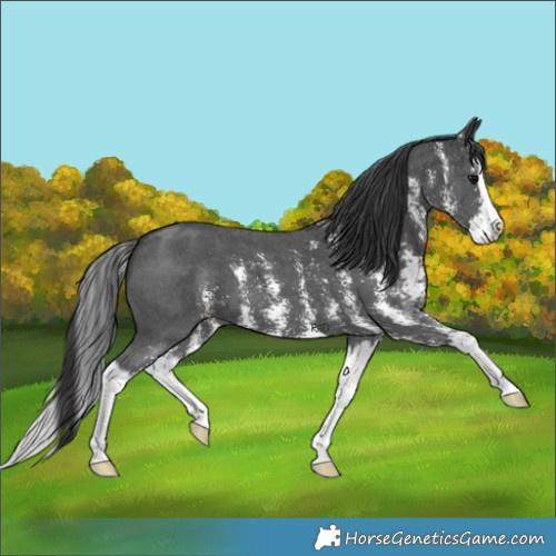 Horse Color:Black Sabino Splash 