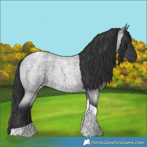 Horse Color:Blue Roan Tobiano