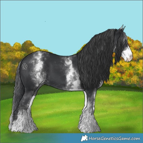 Horse Color:White Spotted Black 
