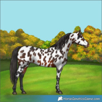 Horse Color:Brown Appaloosa