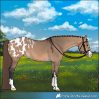 Horse Color:Bay Dun Appaloosa 