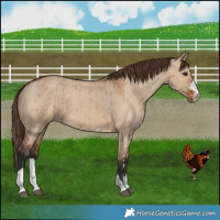 Horse Color:Bay Dun Varnish Brindle 