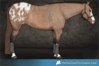 Horse Color:Brown Dun Appaloosa Brindle